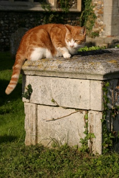 Cat sitting in the sunshine on a grave