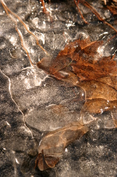 Leaf in a frozen puddle.  Taken in the Petit Jean Park, Arkansas, USA.